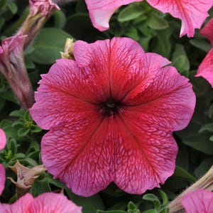 Petunia Seeds, Flower Seeds, Heirloom Seeds 50 Pelleted Seeds Daddy Strawberry