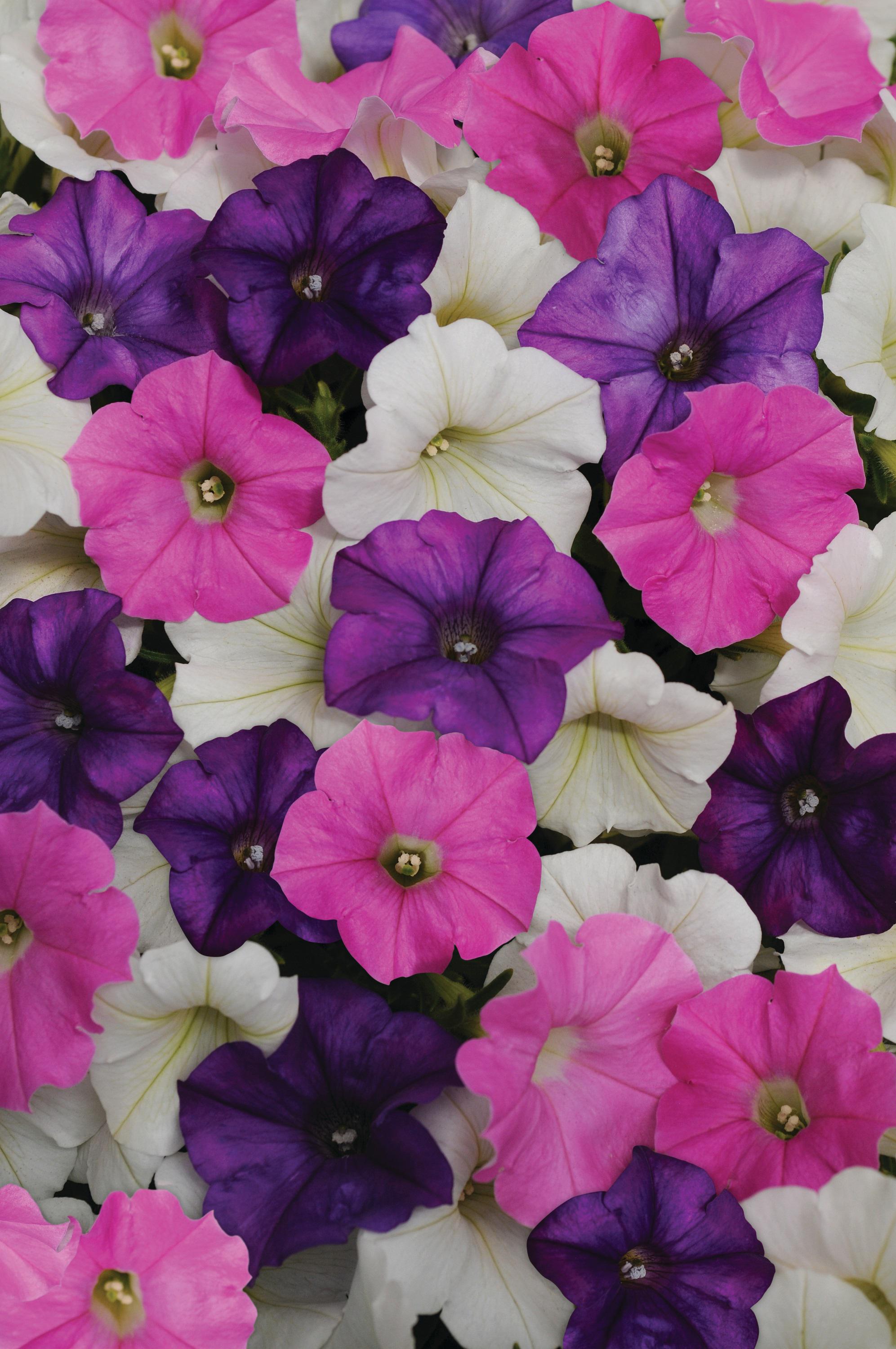 petunia-925orenge♡ il_fullxfull.6300973666_p6w5.jpg