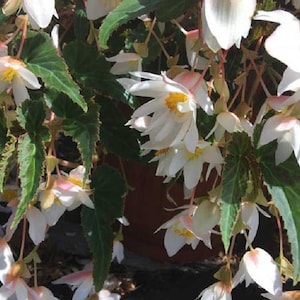 Begonia Seeds Funky White 15 Pelleted Seed