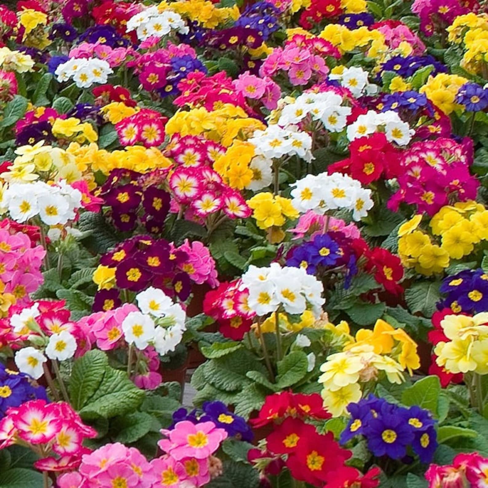 Primula Seeds 50 Primrose Seeds Primula Danessa Mix Etsy UK primula-seeds-50-primrose-seeds-primula-danessa-mix-etsy-uk