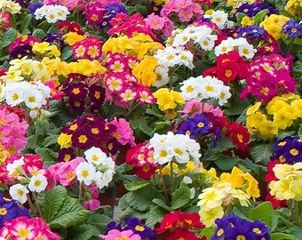 Primula Seeds 50 Primrose Seeds Primula Danessa Mix