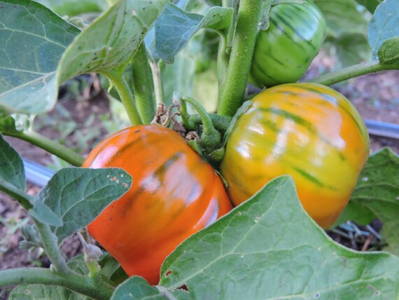 Eggplant Seeds 50 Seeds Turkish Eggplant Orange Vegetable Seeds