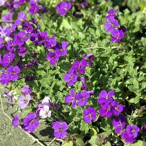 May include: A close-up of a patch of purple flowers blooming in a garden. The flowers are in full bloom and have a delicate, soft appearance.