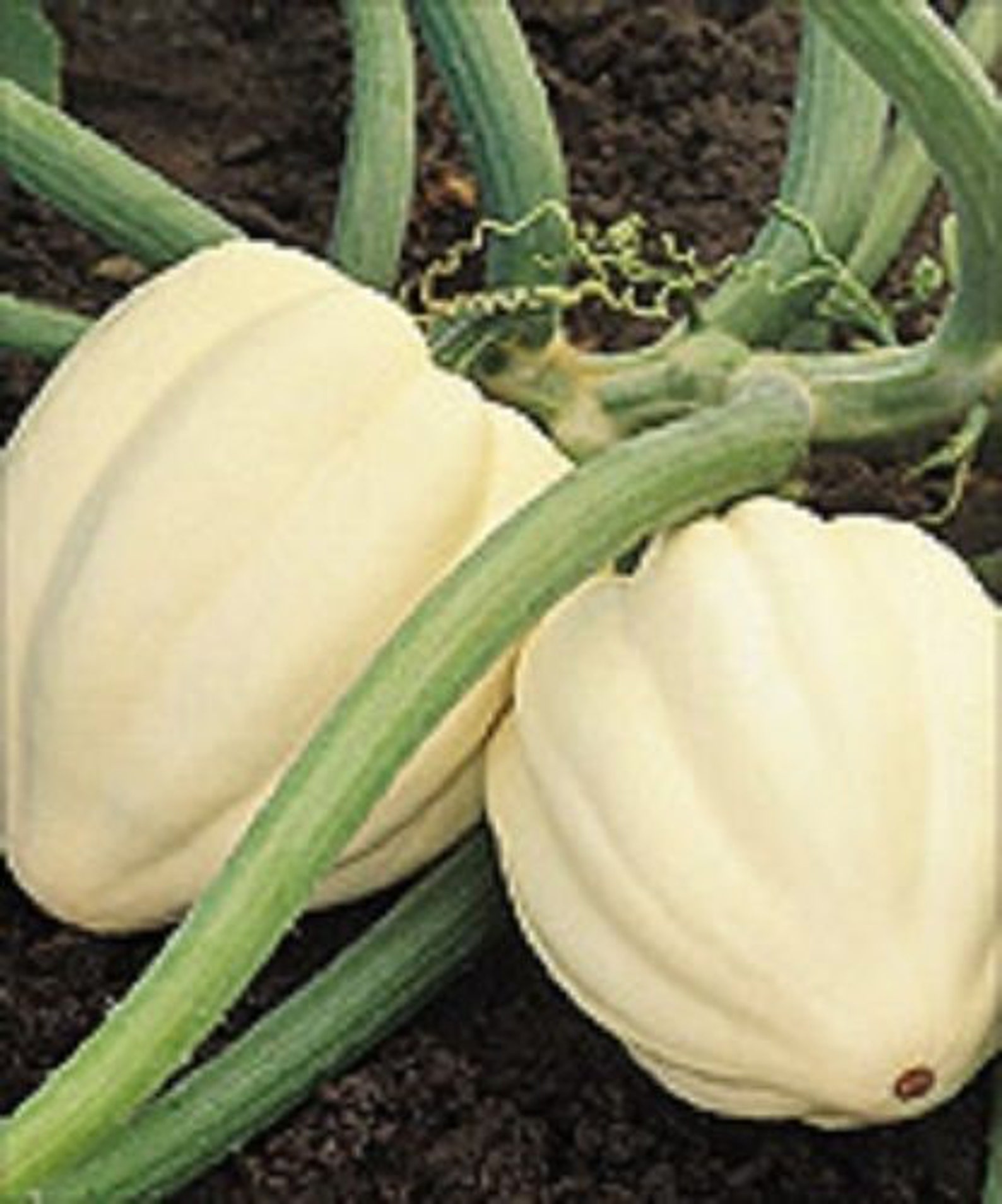 25 White Acorn Squash Seeds Cream Of the Crop Squash Etsy
