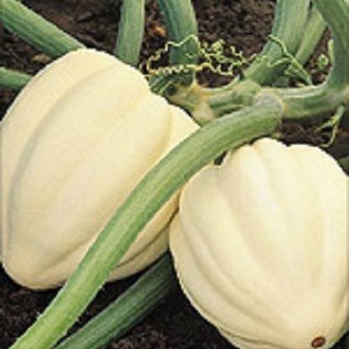 25 White Acorn Squash Seeds Cream Of the Crop Squash