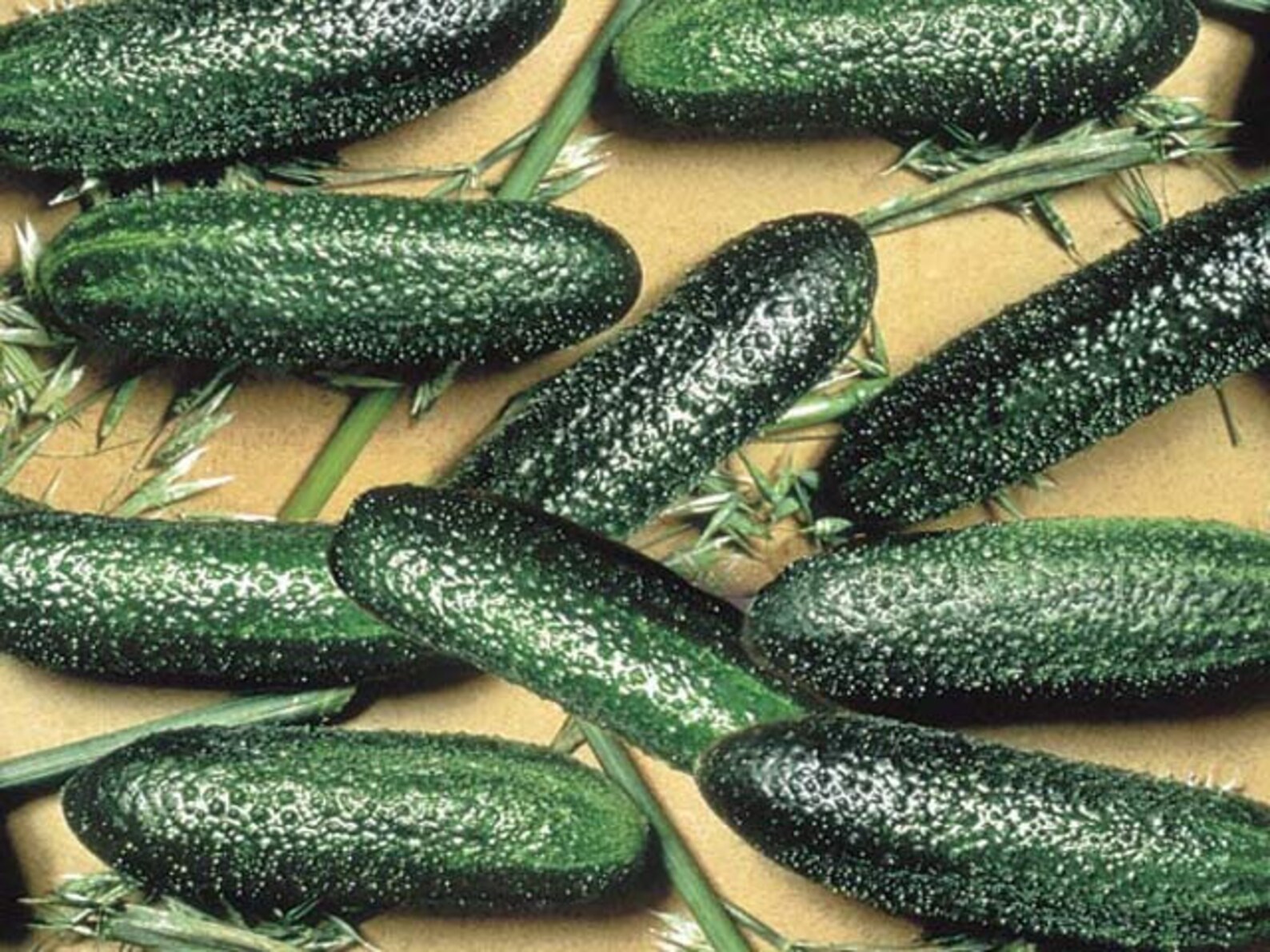 MPB9 Cucumber Seeds Cool Breeze F1 Hybrid 25 Thru 250 Seeds Etsy