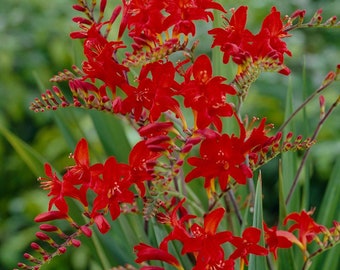 MPB#11 Crocosmia Seeds Crocosmia Paniculata Hydrida "Perennial" 15 thru 500 Seeds You Pick