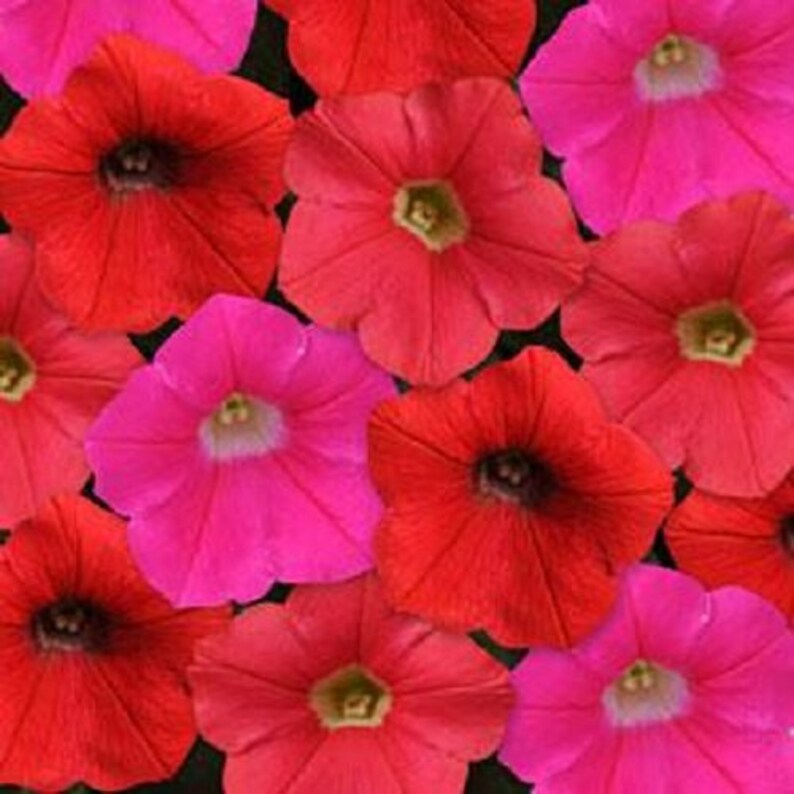 Petunia Seeds Shock Wave Mix Amp 25 Pelleted Seeds Etsy
