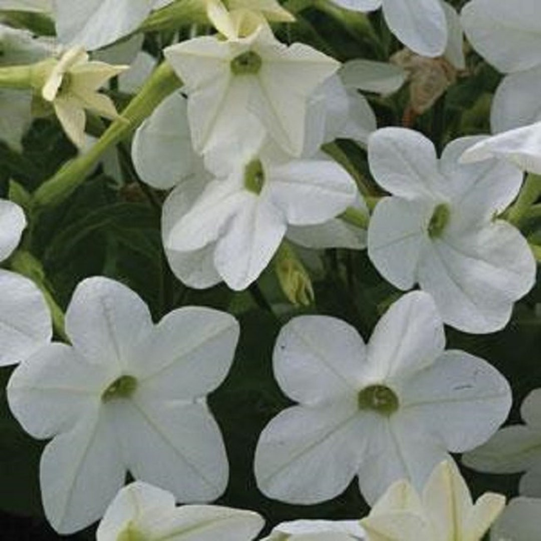 Lush Nicotiana Seeds Wallpaper for Desktop Lush Nicotiana Seeds Wallpaper for Desktop