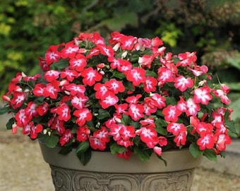 50 Seeds Impatiens Super Elfin XP Red Starburst Flower Seeds Impatiens Seeds