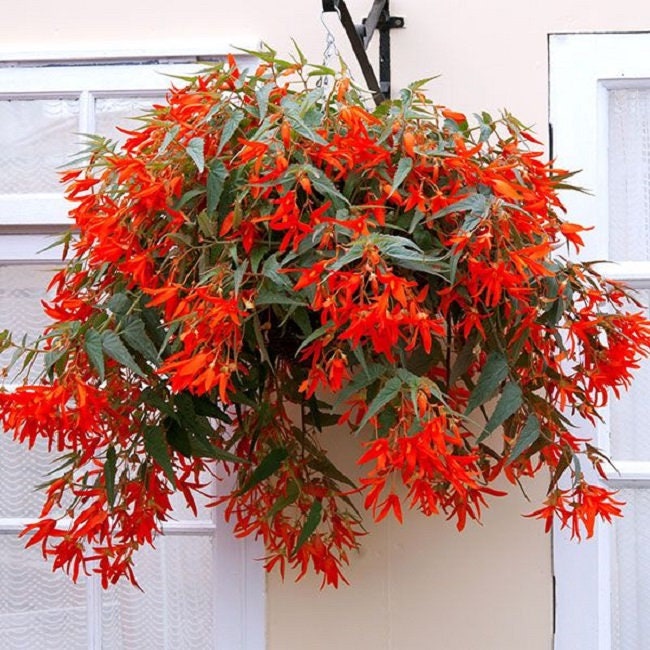 BIN#2R7D6 Begonia Seeds Santa Cruz Sunset Trailing Begonia 15