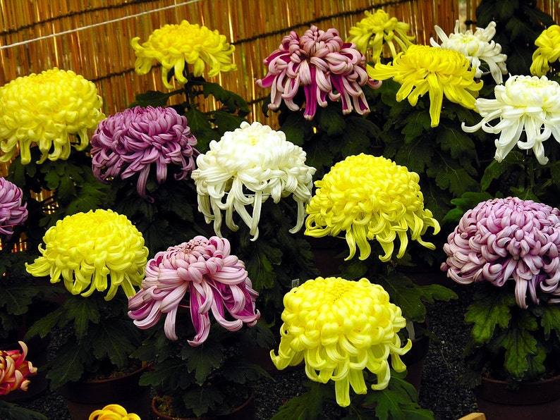 Chrysanthemum Seeds Chrysanthemum Exhibition 100 Seeds Etsy