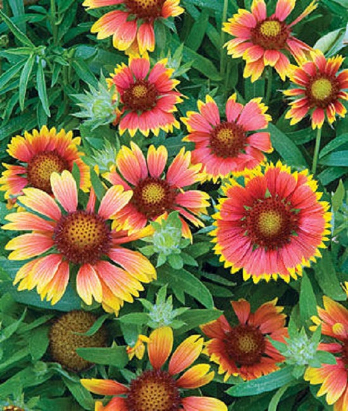 MPB12 Gaillardia Goblin Seeds Gaillardia Seeds Blanket Flower Etsy