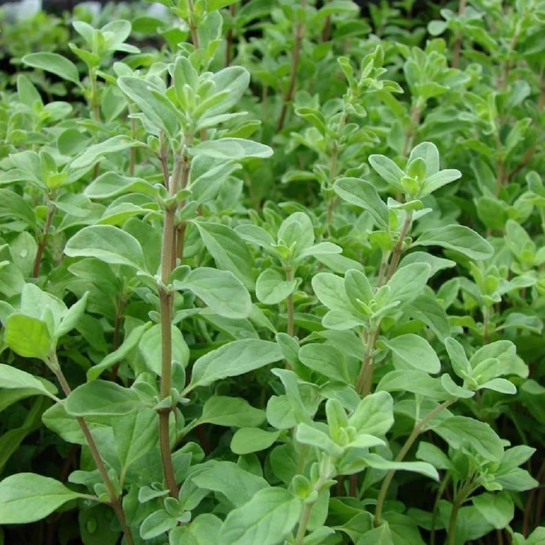 Sweet Marjoram Seeds Herb Seeds 100 thru 1000 Seeds Spice Etsy