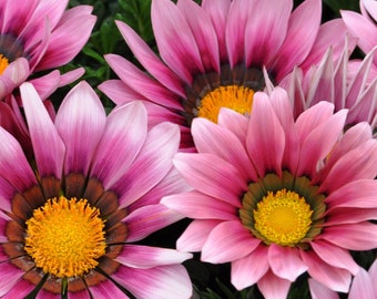 MPB#12 Gazania Seeds New Day Pink Shades Gazania Linearis 15