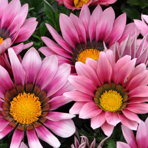MPB#12 Gazania Seeds New Day Pink Shades Gazania Linearis 15