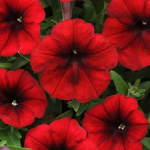 May include: Close-up of vibrant red petunia flowers with dark centers. The petals are a rich, velvety red, and the blooms are surrounded by green foliage. These flowers are a beautiful addition to any garden.