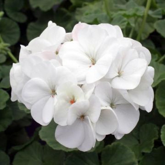 Geranium Seeds For Sale 100 Bulk Seeds Geranium Multibloom Etsy