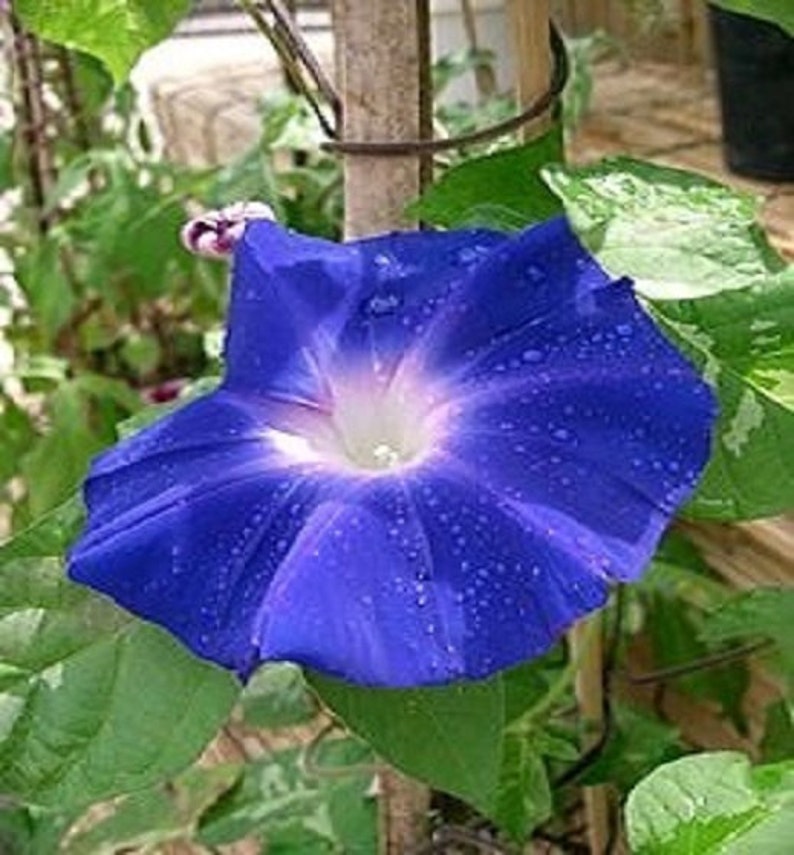 50 Seeds Morning Glory Mix Colors - Etsy