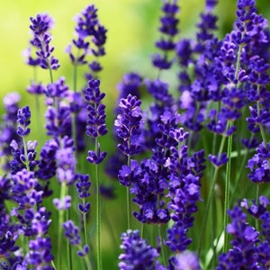 May include: A field of purple lavender flowers in bloom. The flowers are in focus, while the background is blurred.