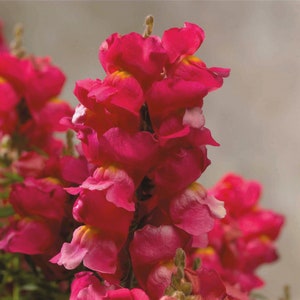 Flower Seeds Snapdragon Seeds Floral Showers Rose 50 Seeds