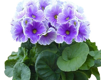 Flower Seeds Primrose Seeds Primula Obconica Original Blue & White 50 Seeds