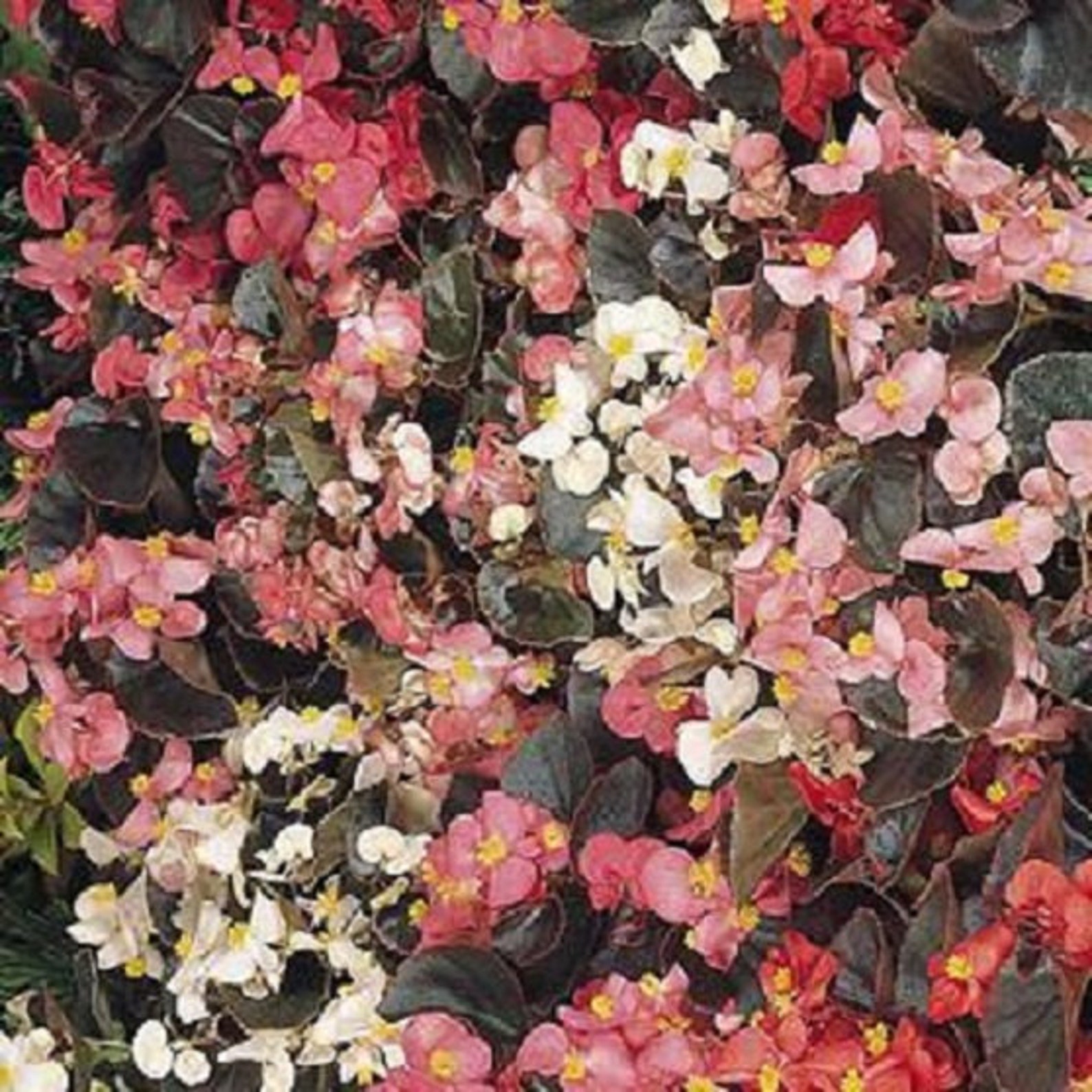 50 Begonia Cocktail Mix Pelleted Seeds Flower Seeds Etsy
