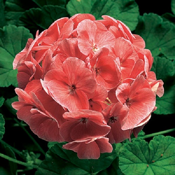 MPB#3 Geranium Zonal Ringo 2000 Salmon 15 Geranium Seeds