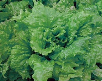 3,000 Lettuce Seeds Leaf Salad Bowl Green