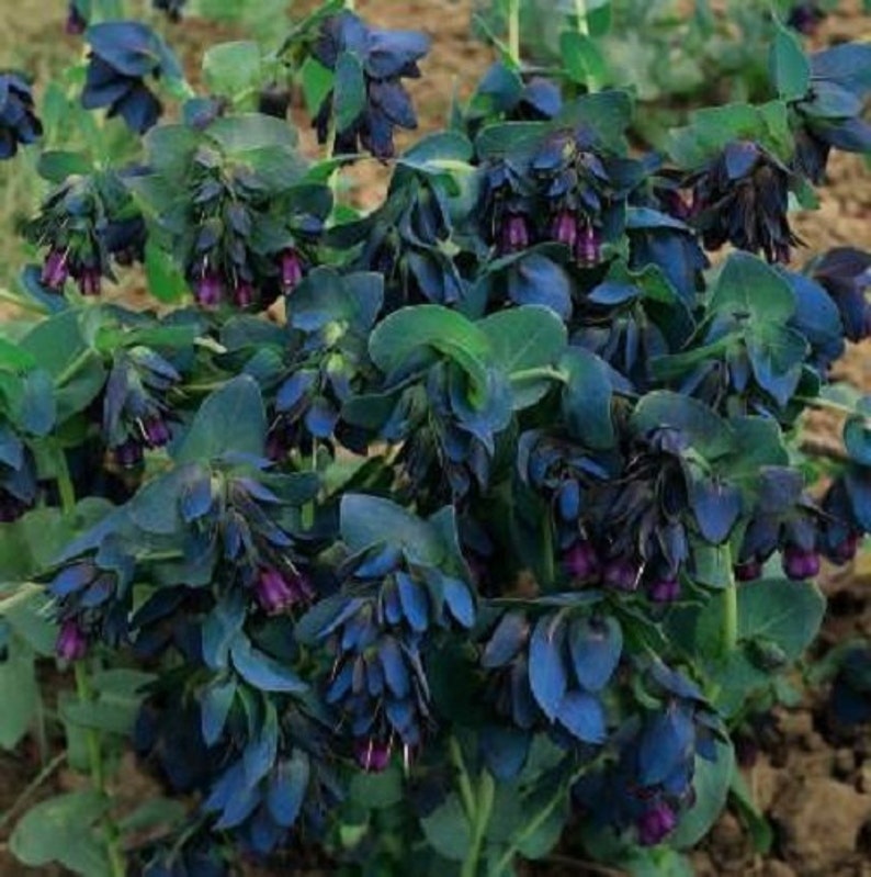 20 BLUE SHRIMP FLOWER SEEDS DEER RESISTANT CERINTHE MAJOR PRIDE OF GIBRALTER