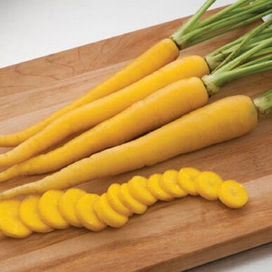 100 Pelleted Carrot Seeds Yellow Bunch F1 Hybrid