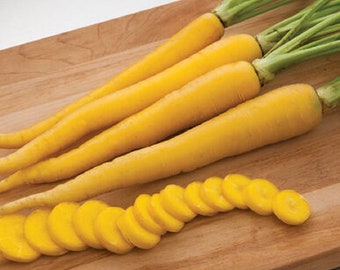 100 Pelleted Carrot Seeds Yellow Bunch F1 Hybrid