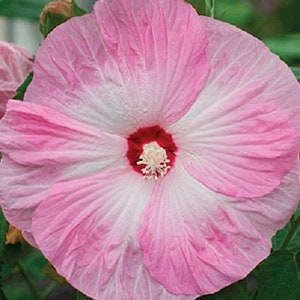 Hibiscus Seeds Honeymoon Light Rose Hardy Hibiscus 50 Seeds Perennial Seeds