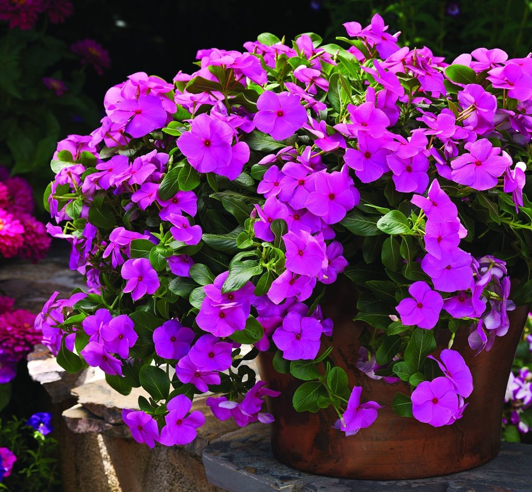 100 Bulk Vinca Seeds Cora Cascade Lilac Seeds Etsy