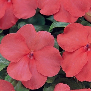 50 Flower Seeds Impatiens Super Elfin XP Salmon Flower Seeds Impatiens Seeds