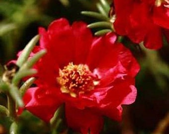 500 Seeds Portulaca Moss Rose Red Portulacea Etsy Singapore