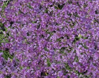 May include: A close-up image of a field of purple flowers. The flowers are small and densely packed together, creating a sea of purple.