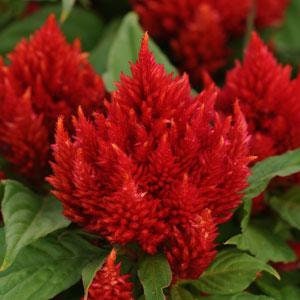 Floral Seeds 50 Celosia Seeds Celosia Arrabona Red Cut Flowers