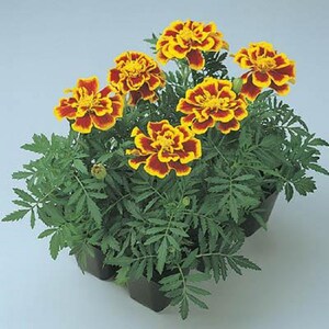 May include: A group of six potted marigold plants with yellow and red flowers. The plants are in black plastic pots and have green leaves.