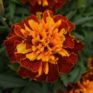 200 Marigold Seeds French Bonanza Harmony