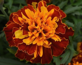 200 Marigold Seeds French Bonanza Harmony