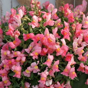 BIN#2R9D3 Snapdragon Seeds 100 Multi Pelleted Snapdragon Candy Showers Pink Bulk Seeds Trailing Snapdragon