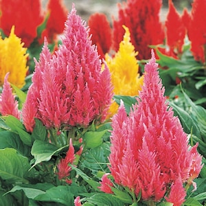 Celosia Seeds 50 Seeds Celosia Castle Pink Cocks Comb Seeds