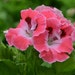 Avatar belonging to nurseryseeds