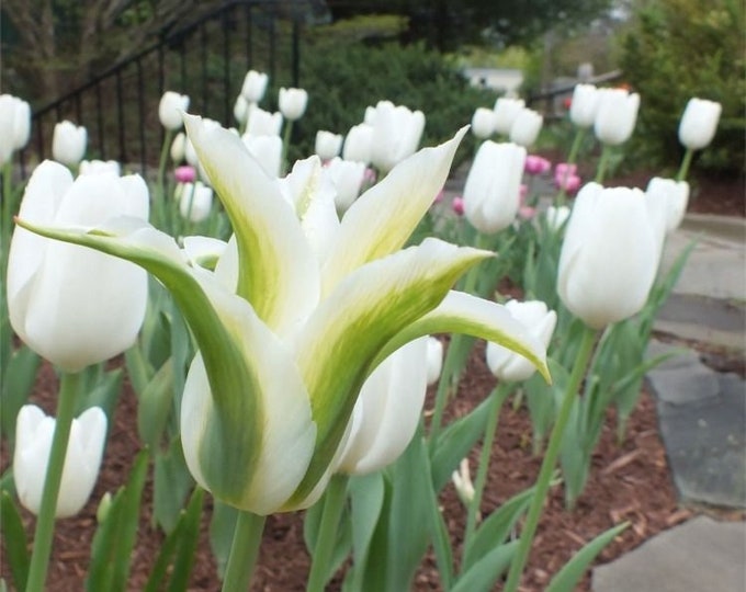 Prechilled Green Star Tulip Bulbs Simply Beautiful Etsy