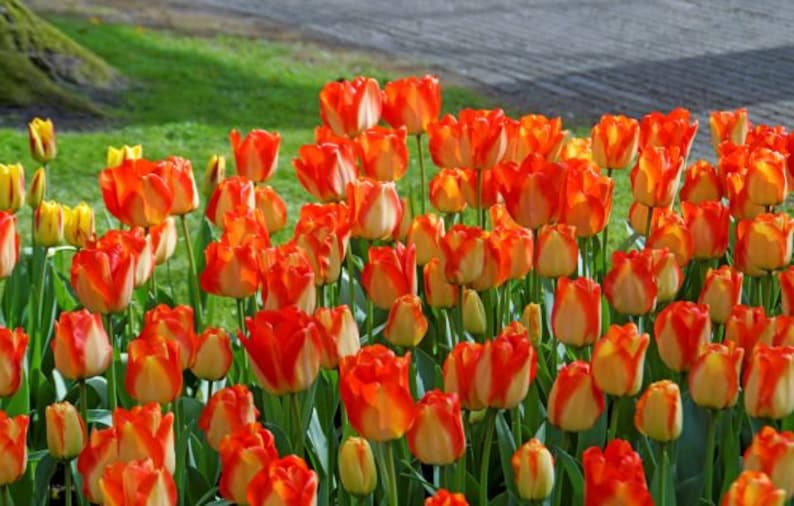 Prechilled Ready to Force Tulip Bulbs American Dream Etsy