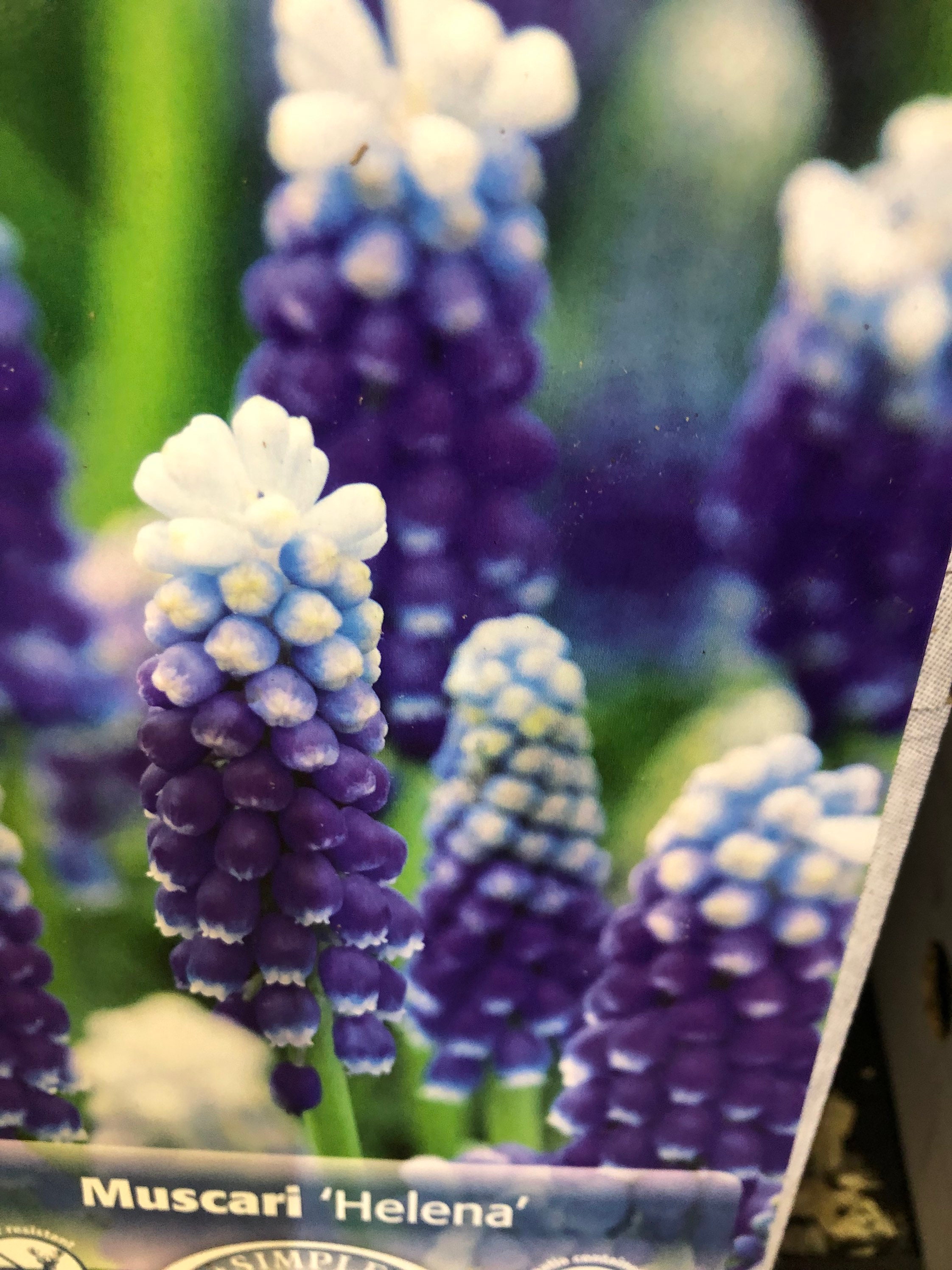 Pre Chilled Grape Hyacinth Bulbs Armeniacum Helena Etsy Pre Chilled Grape Hyacinth Bulbs Armeniacum Helena Etsy