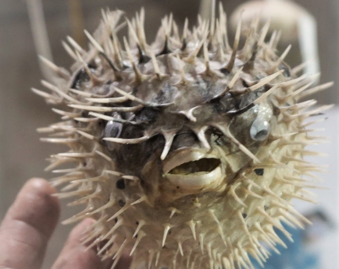 Real Dried Puffer Fish Taxidermy Porcupine Puffer Hanging Fish Etsy