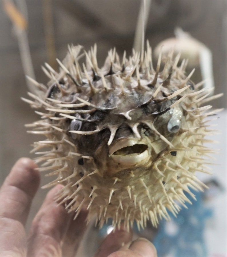 Real Dried Puffer Fish Taxidermy Porcupine Puffer Hanging Fish Etsy