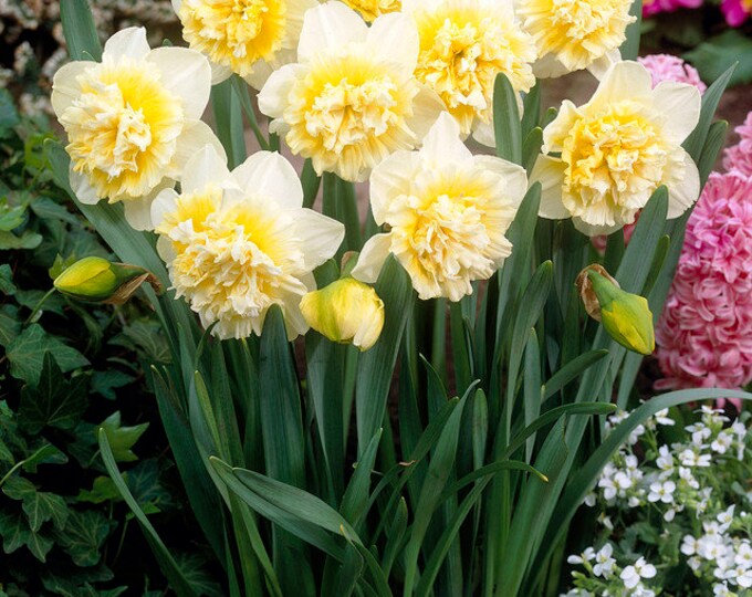 Prechilled Double White Daffodil Bulbs Ice King 5 Bulbs Etsy